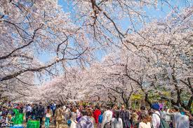 Hanami à Ueno